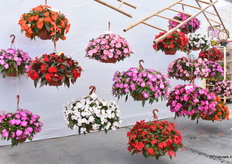 Harmony Colorfall is het concept voor hangpotten van Danziger en werd ook gepresenteerd op de locatie.